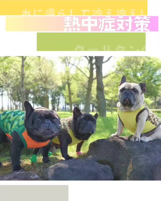 犬服の店 伝七商店 | LINE Official Account
