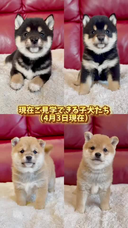 豆柴 彗翔庵 | LINE Official Account