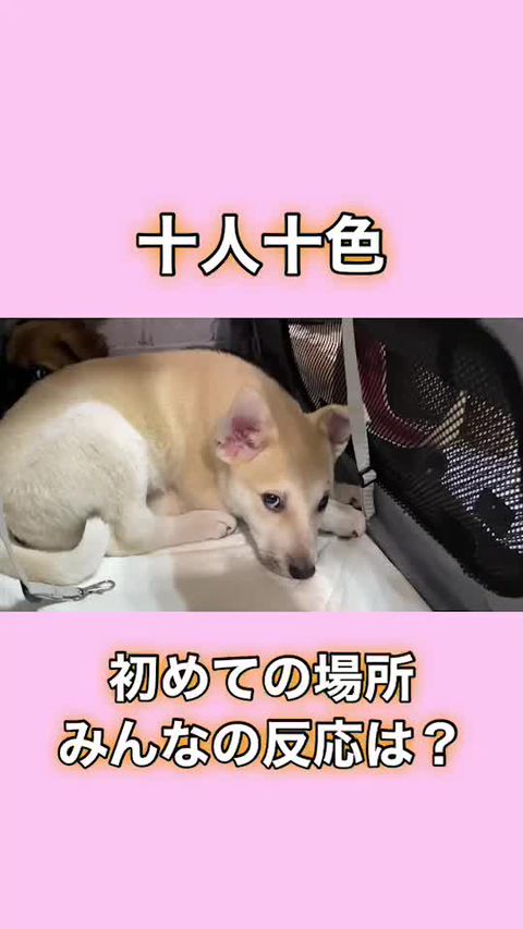 野良犬ふれあい広場：公式 | LINE Official Account