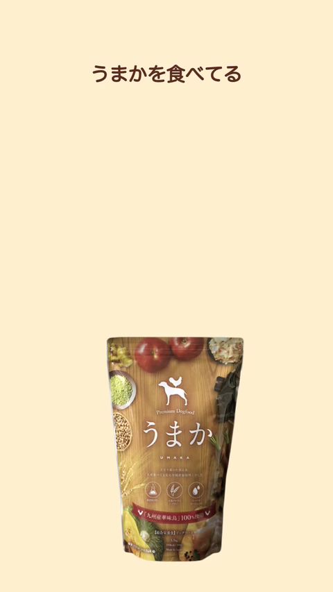 うまか 華ちゃん犬猫すこやか本舗 プレミアムドッグフード 国産6袋 ドッグフード 61Qw-GvclwL._AC_SY200_QL15_.jpg