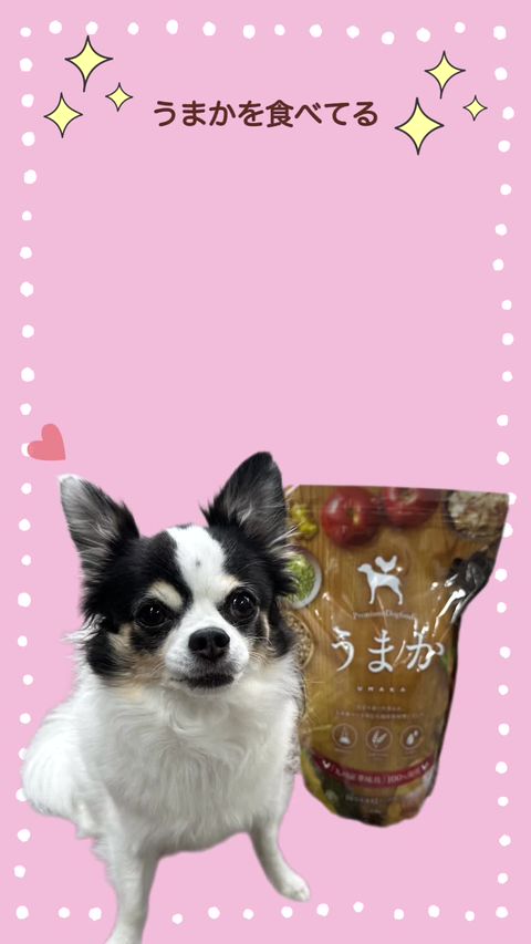 【おもち】華ちゃん犬猫すこやか本舗★うまか1.5kg×2袋 Amazon.co.jp: 華ちゃん犬猫すこやか本舗 うまか 【 国産 無添加