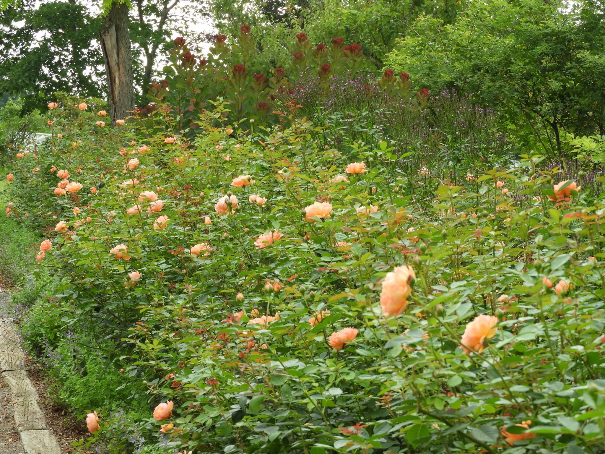 ローズガーデン David Austin English Rose Garden in Sennan City - YouTube