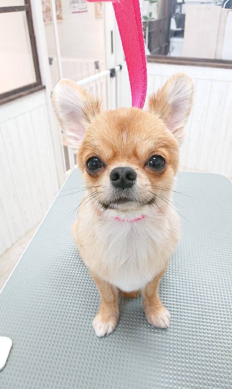 Mixed media feed | fastening | LINE Official Account