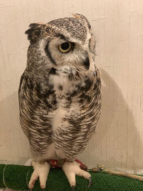 フクロウカフェもふもふ 銀座店 | LINE Official Account