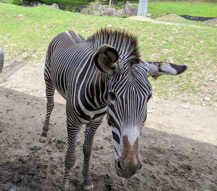 Mixed media feed | 盛岡市動物公園ZOOMO | LINE Official Account