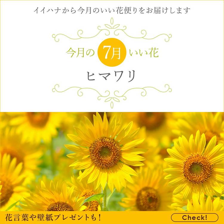 Mixed media feed | イイハナ・ドットコム | LINE Official Account