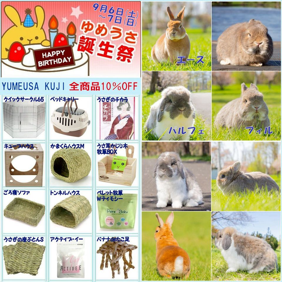 ゆめうさページ 😺ゆめのうさぎ🐰 (@yumeusa_info) / Posts / X