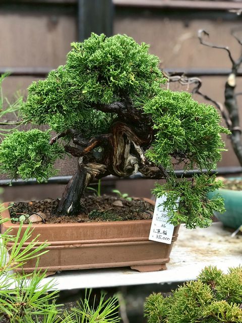 石鉢 [ 植木鉢 盆栽鉢 ] 上野グリーンクラブ 【公式通販】