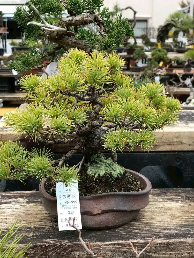 Mixed media feed | 上野グリーンクラブ常設売店 | LINE Official Account