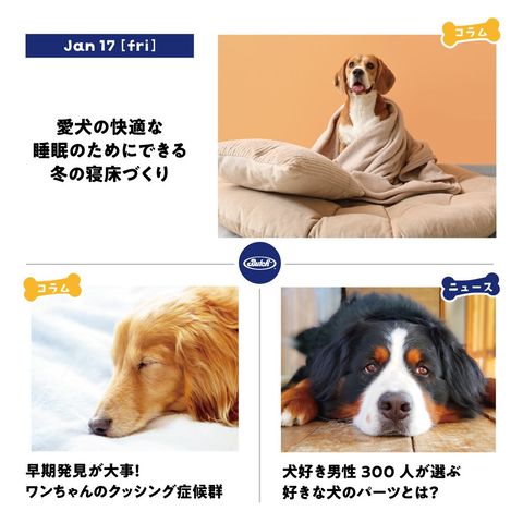 無添加フード ブッチ 一昨日到着したばかりです！ ブッチ butch 無添加ドッグフード 800g×3 3本セット – WANPAQ