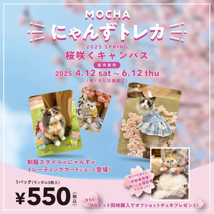 Mixed media feed | 猫カフェMOCHA 宮崎橘通店 | LINE Official Account