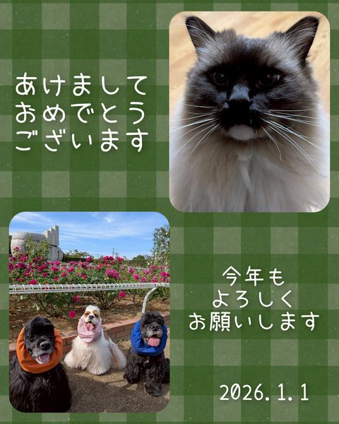 DogSalon Kanaoa | LINE Official Account