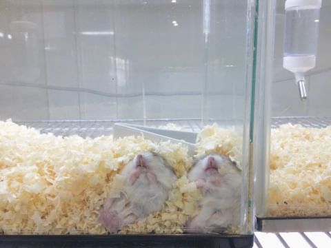 ダイワ 販売 ペット 京都 小動物