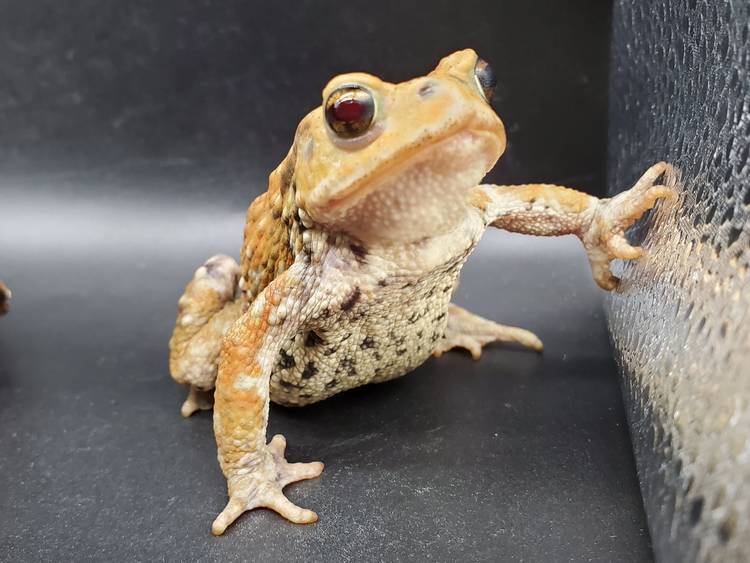 Mixed media feed | ワガママなガマママ | LINE Official Account