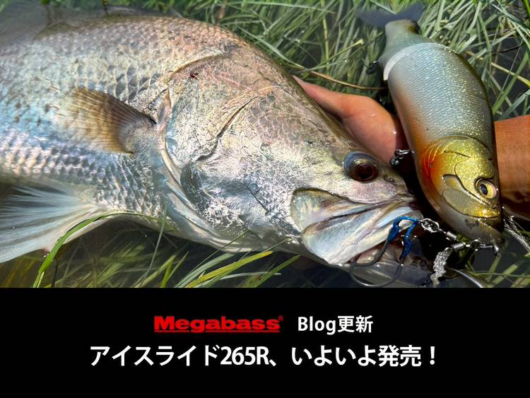 超超大量！超お得！バス釣り　まとめ売り　おまけ付き♡ メガバス(MEGABASS) / ルアー通販ショップ 7PALMS WEB店