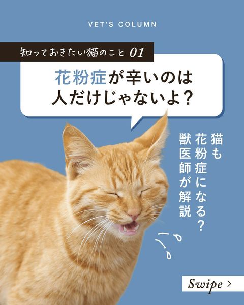 犬猫生活 Amazon.co.jp: 犬猫生活