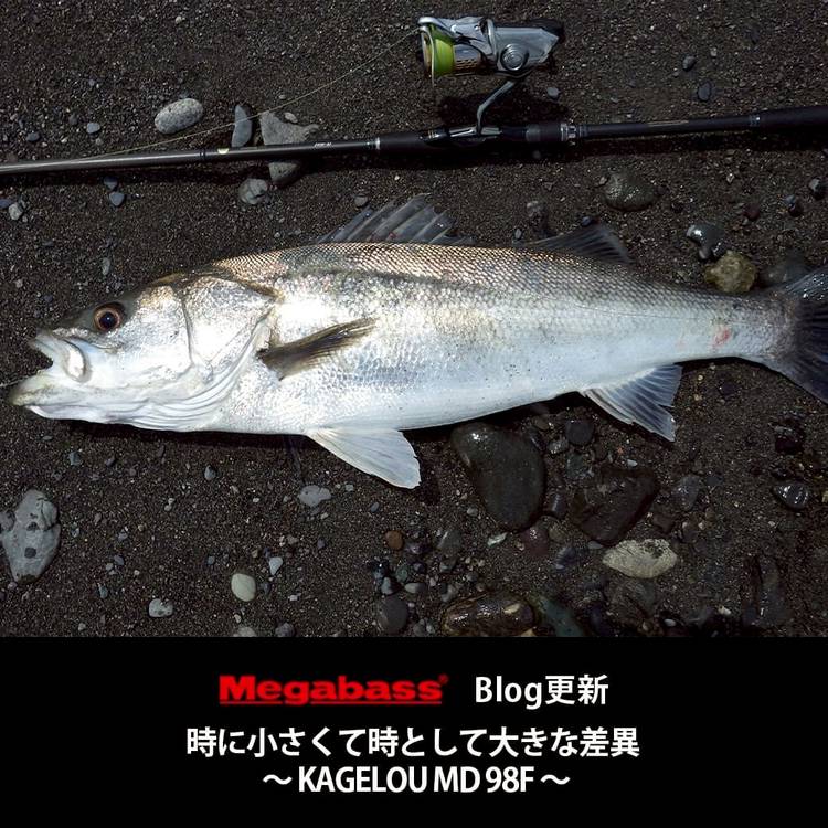 Mixed media feed | メガバスオンラインショップ | LINE Official Account