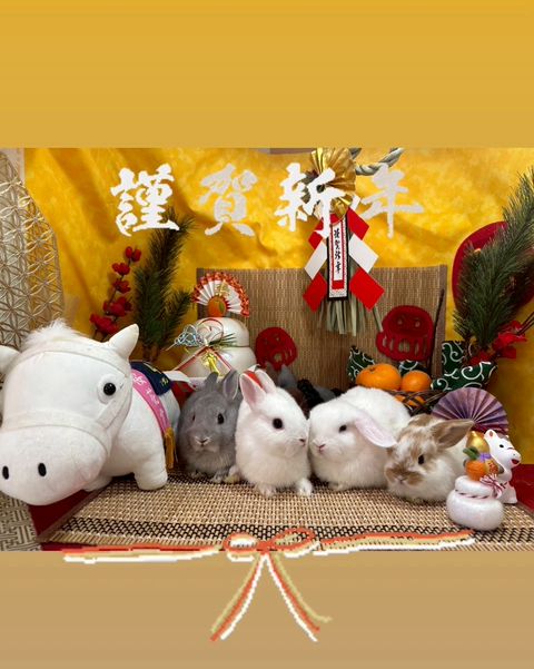 うさぎ専門店 DAN'S HOUSE | LINE Official Account