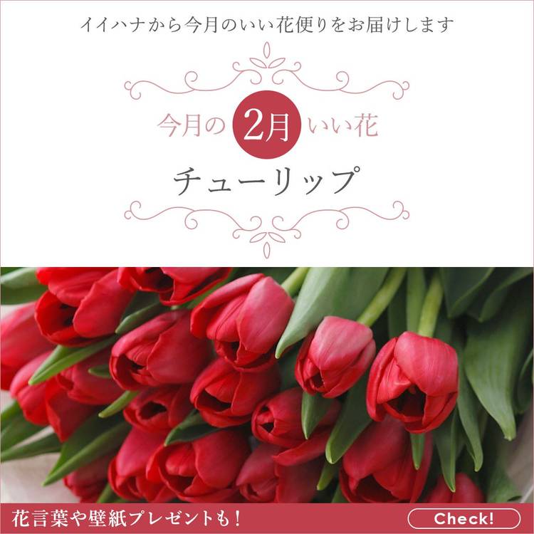 Mixed media feed | イイハナ・ドットコム | LINE Official Account