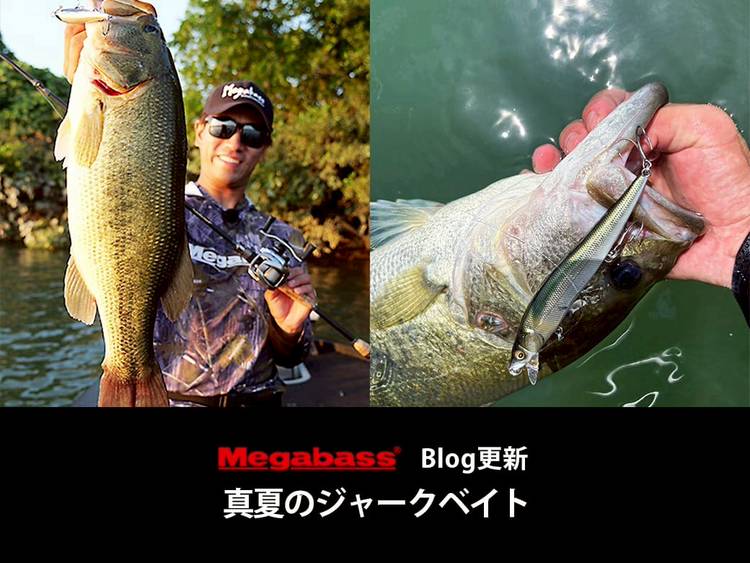 Mixed media feed | メガバスオンラインショップ | LINE