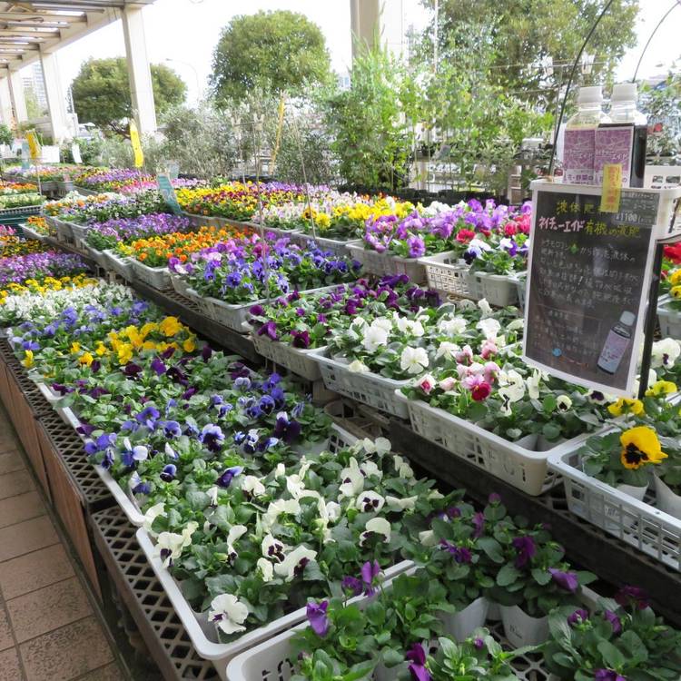 サカタのタネ ガーデンセンター横浜 パンジーカード 生活を