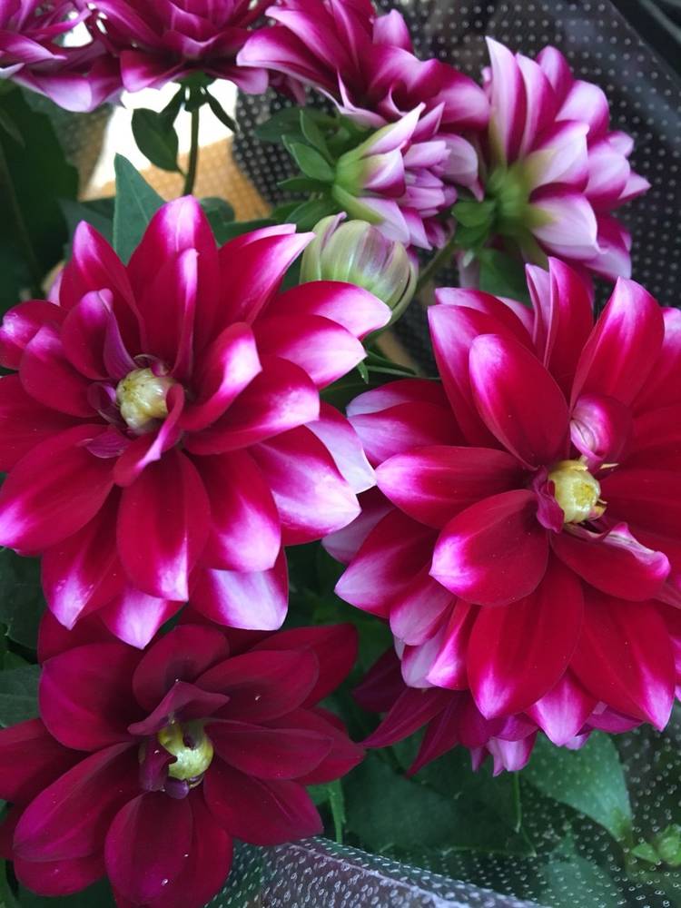 大地の恵 | LINE Official Account