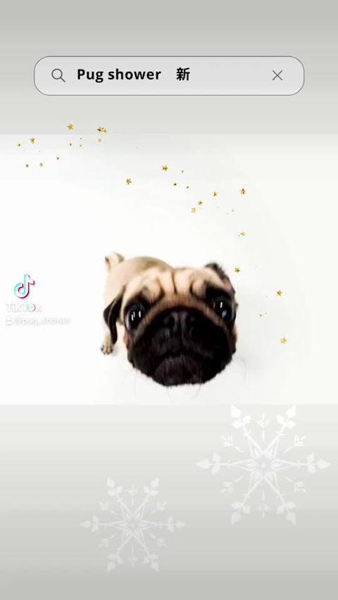 Pug shower | LINE Official Account