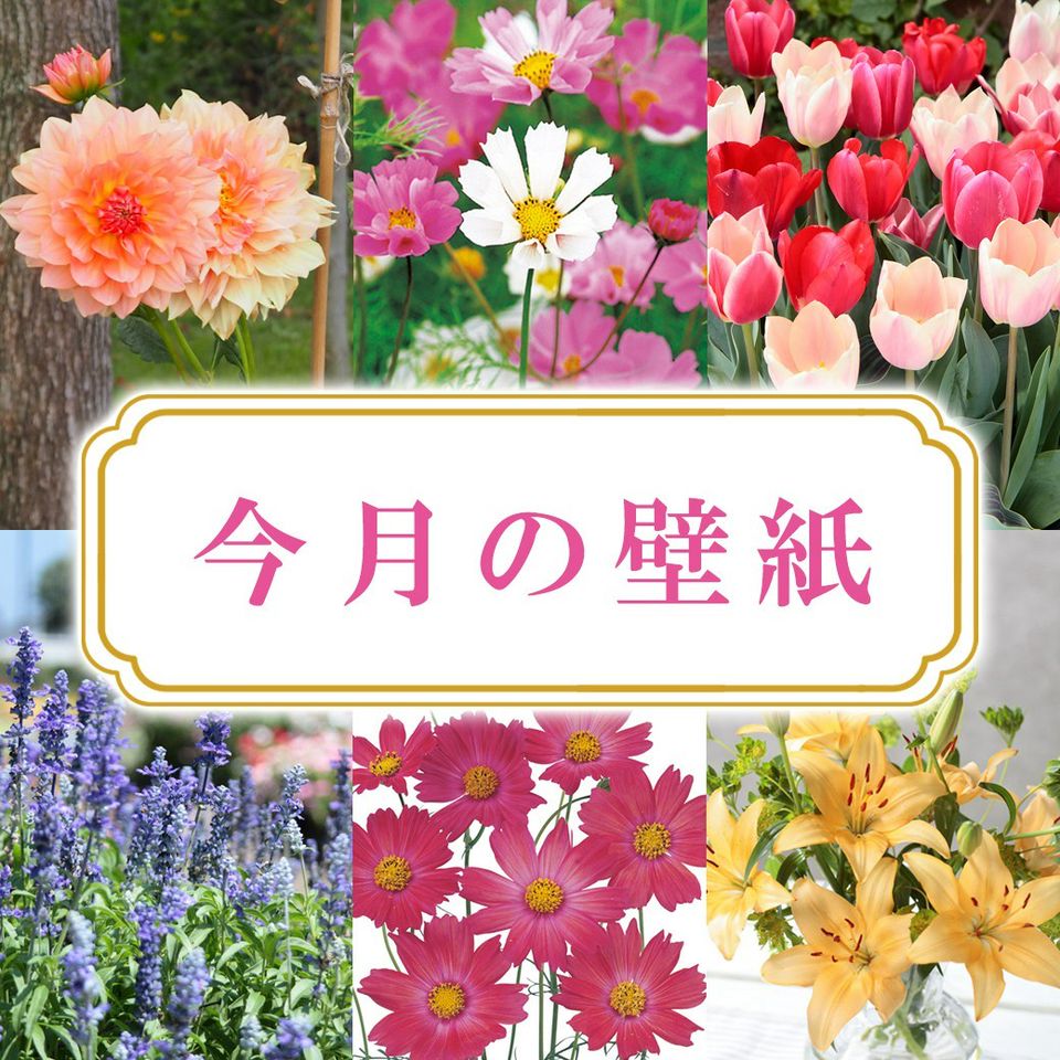 サカタのタネ オンラインショップ | LINE Official Account