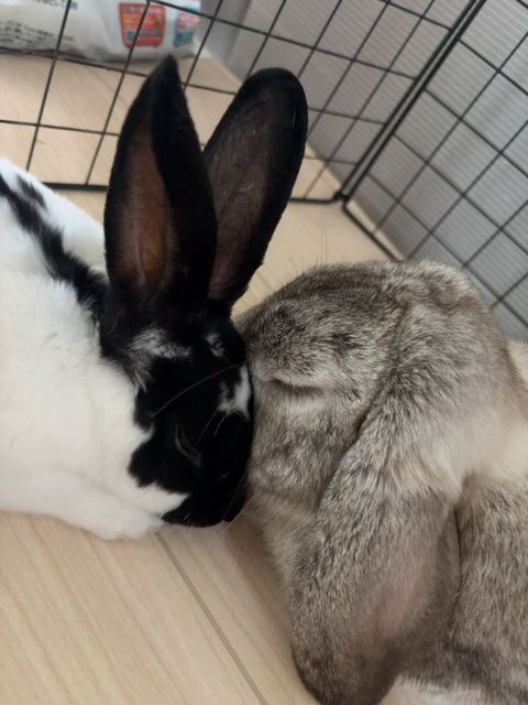 ココロウサギ Amazon.co.jp: COOLSO CXXLSX ウサギ ピンク : おもちゃ