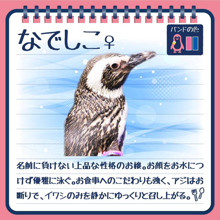 すみぺんページ すみぺんページ すみだペンギン相関図2025」公開中！｜すみだ水族館