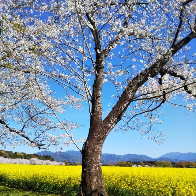 キリコ花苗発送月曜、火曜、金曜　様確認用 2023年5月23日 大きな花が咲きました | 姫路カクタスのサボテン