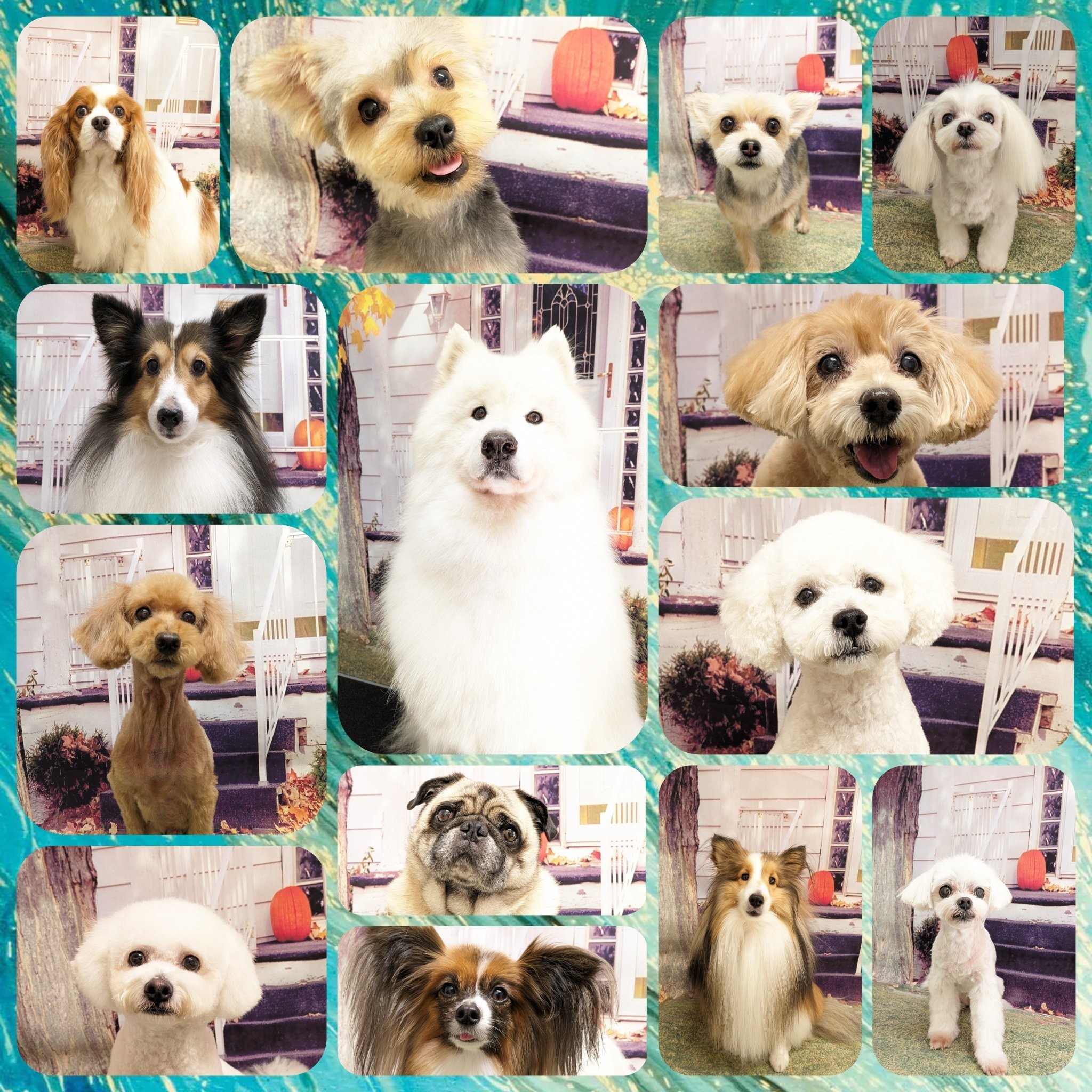 DogSalon Kanaoa | LINE Official Account