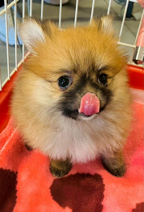 ペットショップ様 K9ZOO - 大分・宮崎のペットグッズ・ペットショップ・トリミング