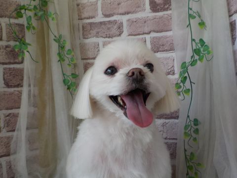 ポチタマの家 | LINE Official Account