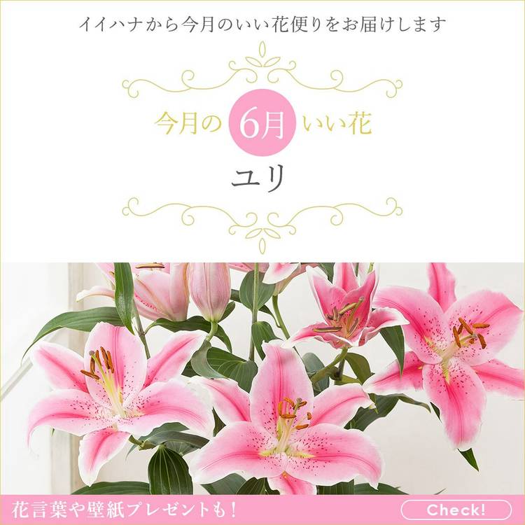 おはな☺︎購入前にコメントください Mixed media feed | イイハナ・ドットコム | LINE Official Account