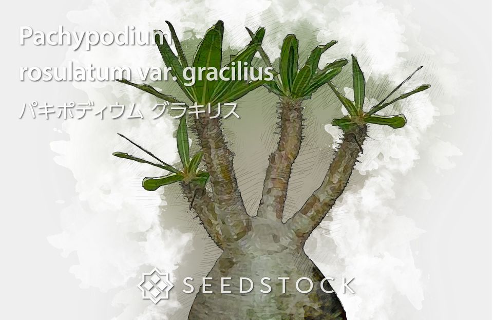 SEEDSTOCK | LINE Official Account