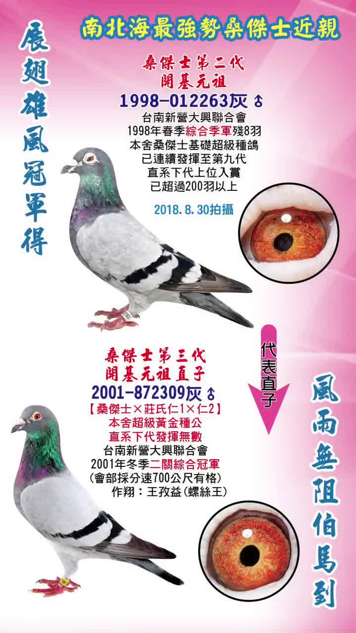 Mixed media feed | 五洲賽鴿雜誌社| LINE Official Account