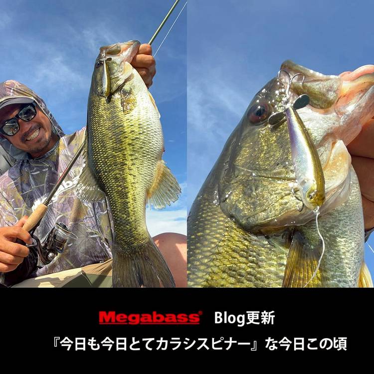 バスルアー21点セット❗️ ノリーズさんより、 ⭐️チビZX入荷！！ ZXが小さくなって登場