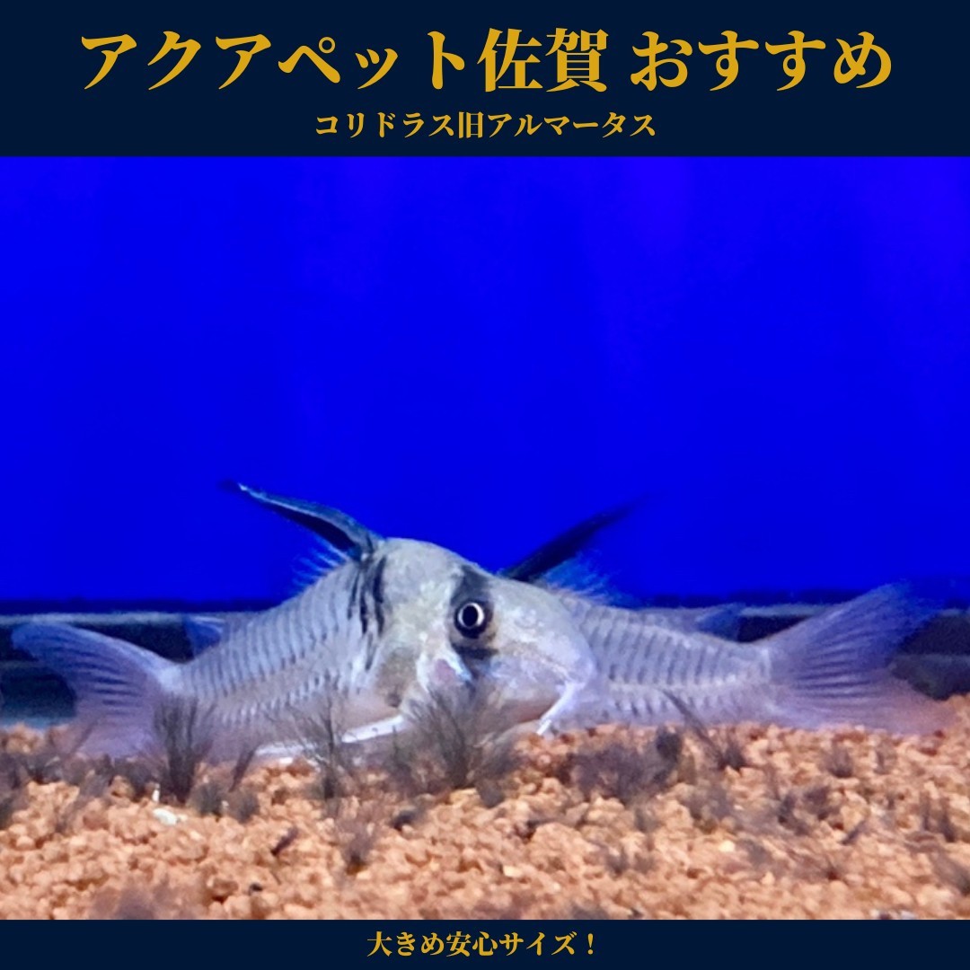 アクア ペット 佐賀