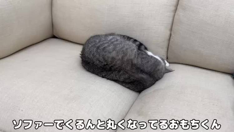 もちまる。様ご確認ページ いくつ分かる？ ギネス登録猫「もちまる」の間違い探し 『もち