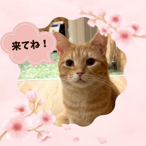 ねことカフェ | LINE Official Account