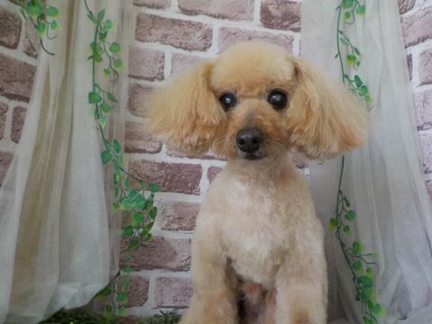 ポチタマの家 | LINE Official Account