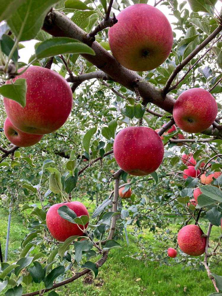 Mixed media feed | 長曽りんご園 | LINE Official Account