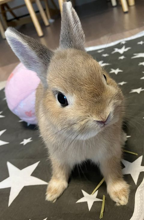 ココロウサギ Amazon.co.jp: COOLSO CXXLSX ウサギ ピンク : おもちゃ