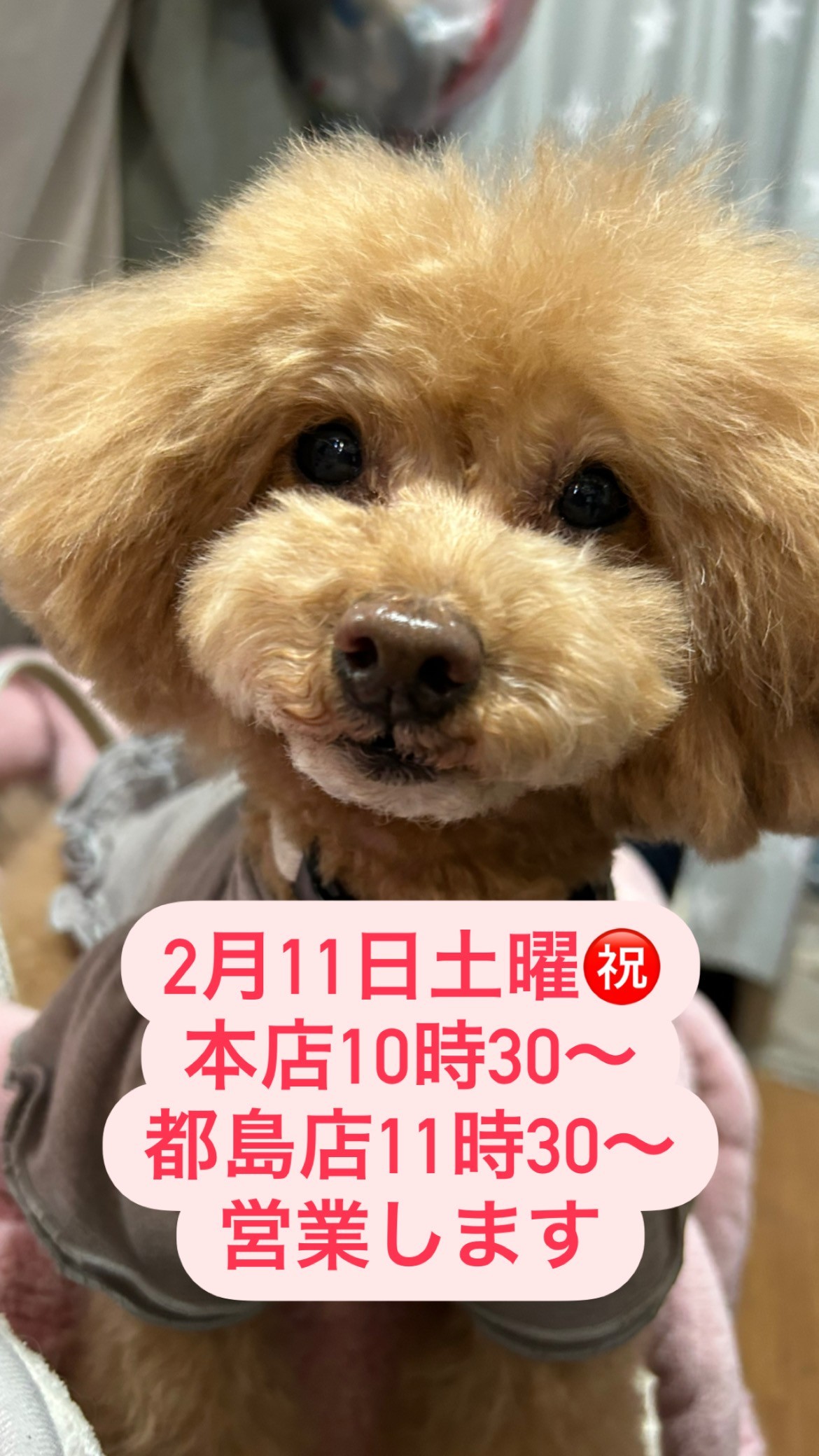 【国内正規総代理店アイテム】 ANZUDOG あんずドッグ Account Official LINE | アイドル