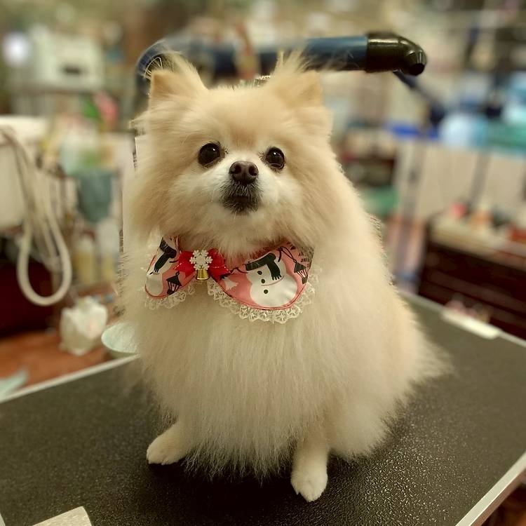 Mixed media feed | ひごペットエミフルMASAKI店 | LINE Official Account