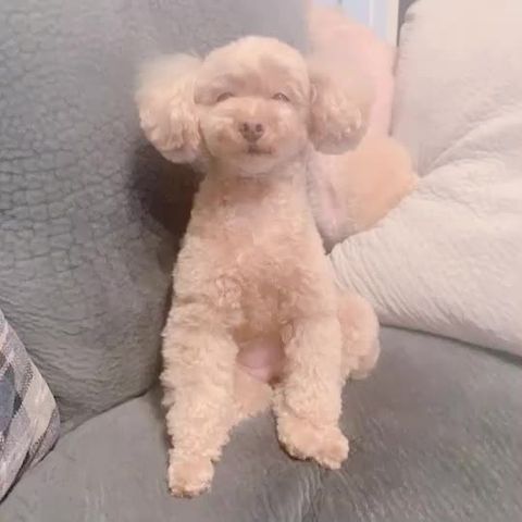 楠田亜衣奈　オリジナルリュック AINA KUSUDA Official Shop | 楠田亜衣奈OFFICIAL WEBSITE