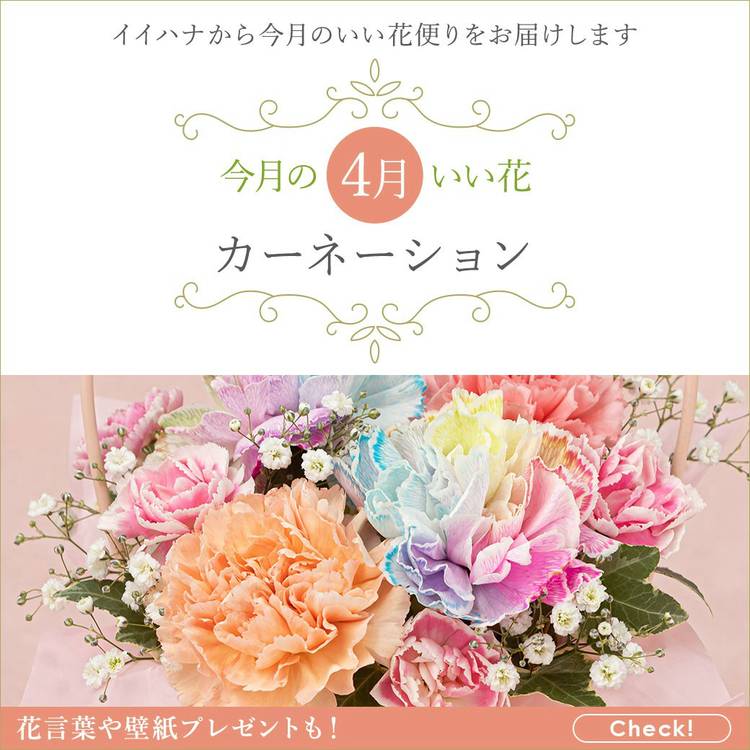 Mixed media feed | イイハナ・ドットコム | LINE Official Account