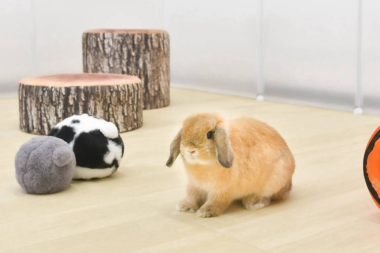 ♡ミモザアーチの下で...仲良しうさぎさん♡シーグラスアート グレー＆ブラウン うさぎのしっぽ通販は、『うさぎと暮らす 89号』を全国へお届け
