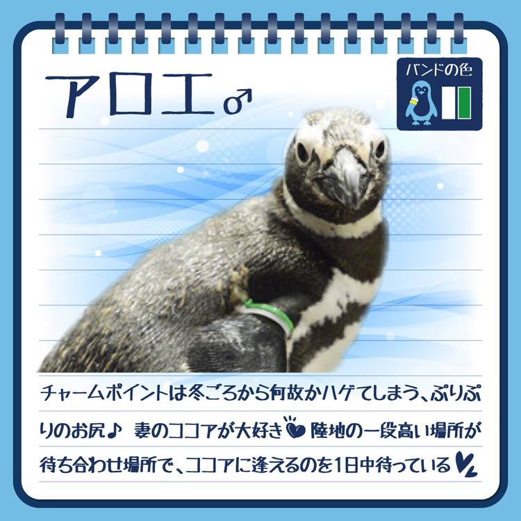 すみぺん（値下げ、まとめ依頼プロフ必読）様 Mixed media feed | すみだ水族館 | LINE Official Account